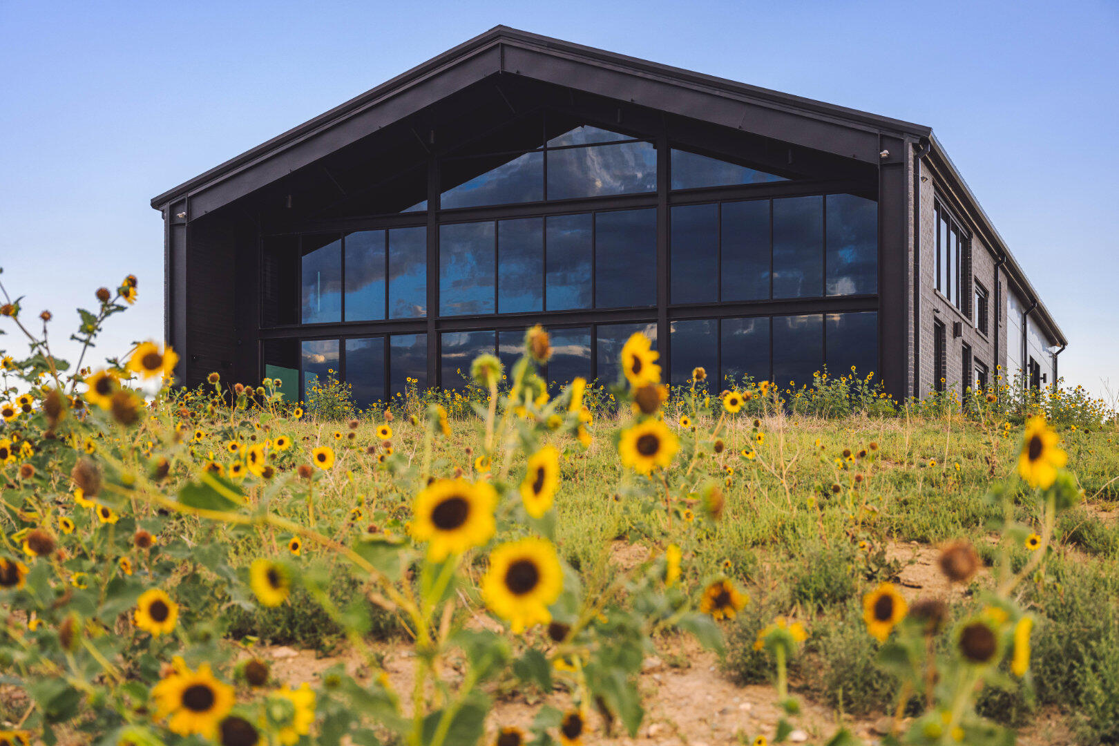 Front from sunflowers